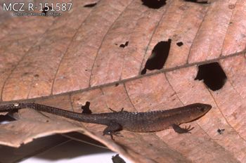 Media type: image;   Herpetology R-151587 Description: Photo of animal in life, taken in the field by Dr. Kenneth Ichiro Miyata. A slide of the photo was scanned in 2012 by Melissa Wooley.;  Aspect: lateral